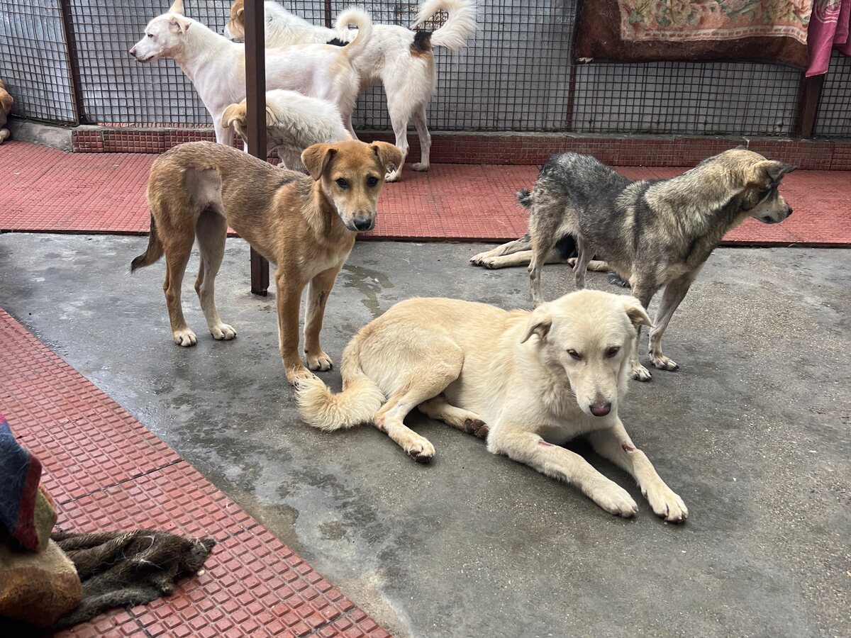 Die Hundefamilie im geschützten Bereich