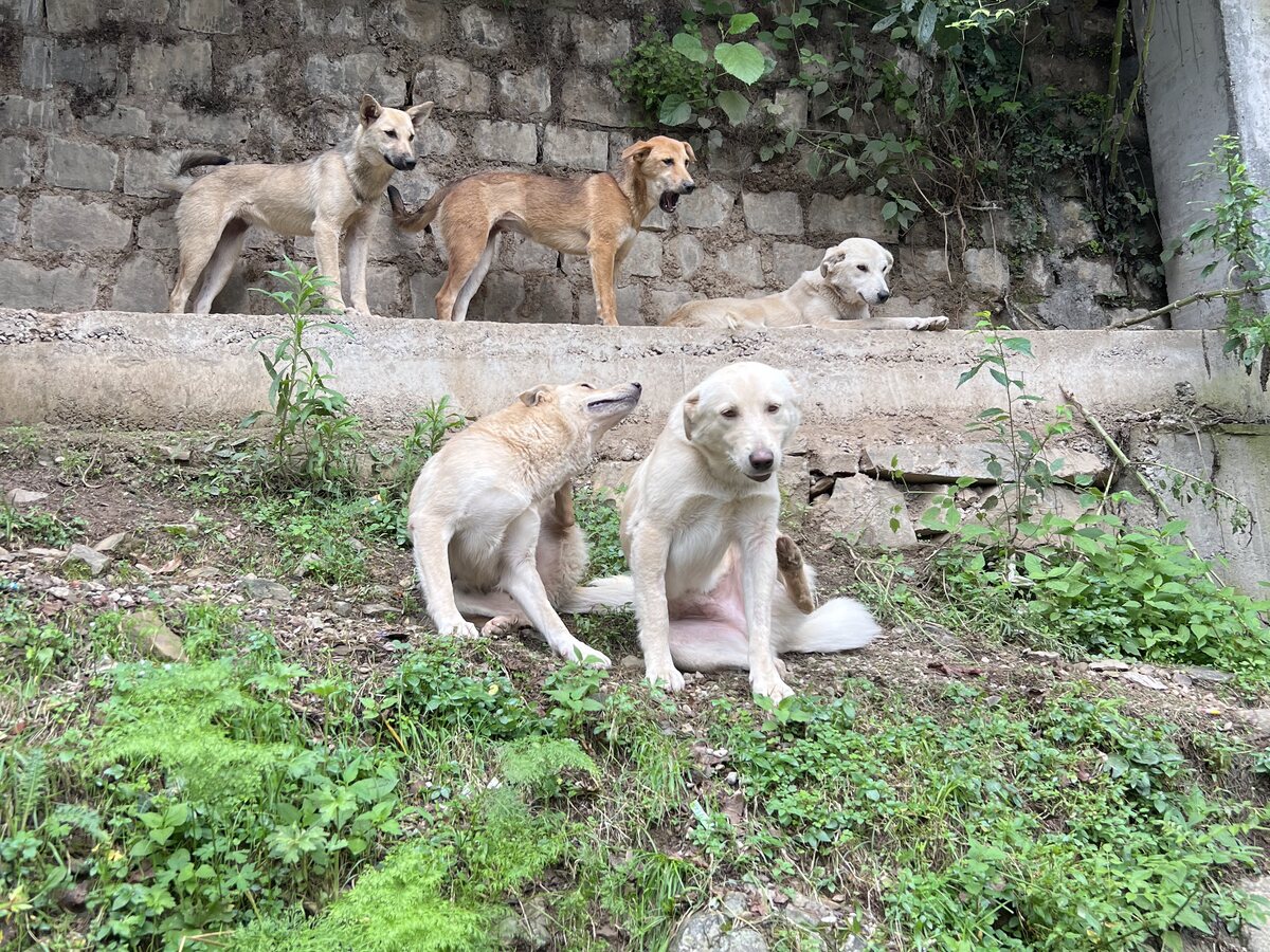 Hunde am Berghang in Dharamkot